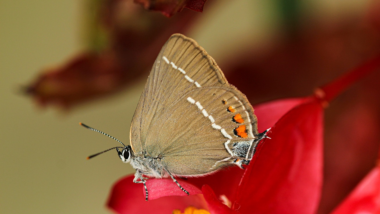 Satyrium spini - Lycaenidae